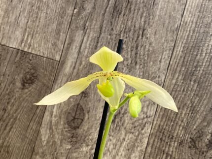In Spike Paph. Winged Flight (Bernice album × lowii alba) (3.5” pot)