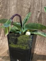 In Spike Paph. QF Babylon #1 (urbanianum x QF Voodoo) (3.5” pot) - Image 3