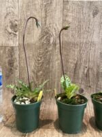 In Spike - Paph. hookerae x sib (3” pot) - Image 4