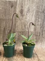 In Spike - Paph. hookerae x sib (3” pot) - Image 5