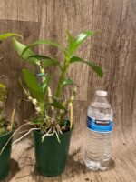 Dendrobium Sea Mary 'Snow King' (4” pot) - Image 4