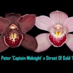 Cymbidium Black Peter 'Captain Midnight' x Street of Gold 'Mana'