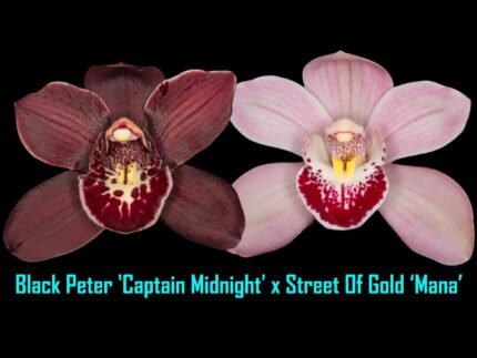 Cymbidium Black Peter 'Captain Midnight' x Street of Gold 'Mana' (5" pot)