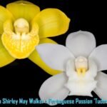 Cymbidium Shirley May Walker x Portuguese Passion 'Tudor Snow'