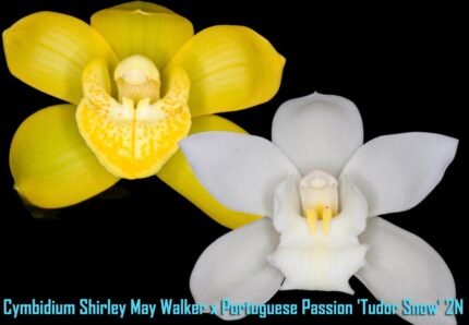 Cymbidium Shirley May Walker x Portuguese Passion 'Tudor Snow' (5" pot)