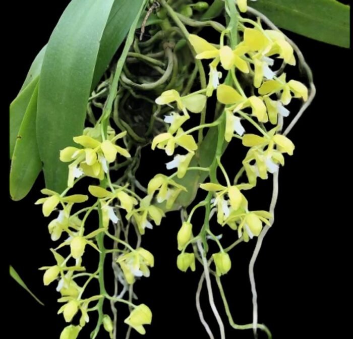 Macropodanthus cootesii x sib (3” pot) - Image 1