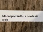 Macropodanthus cootesii x sib (3” pot) - Image 7