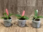 Macropodanthus cootesii x sib (3” pot) - Image 2