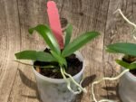 Macropodanthus cootesii x sib (3” pot) - Image 6