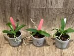 Macropodanthus cootesii x sib (3” pot) - Image 3