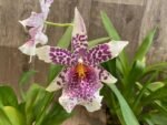 Beallara Big Shot 'Pink Leopard' (3.5” Pot) - Image 2