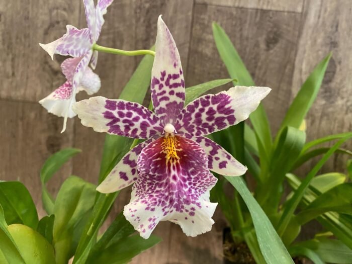 Beallara Big Shot 'Pink Leopard' (3.5” Pot) - Image 2