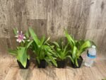 Beallara Big Shot 'Pink Leopard' (3.5” Pot) - Image 6