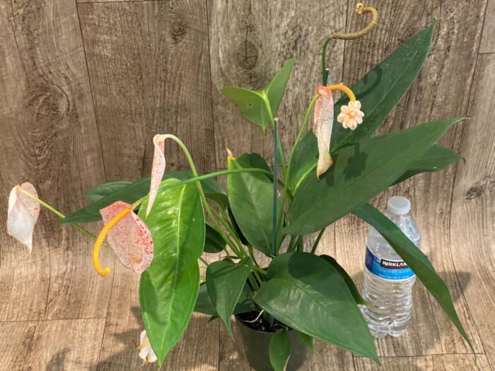 Rare - Anthurium scherzerianum (Cream with red dots) (4.5” pot) - Image 6