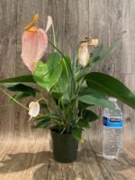 Rare - Anthurium scherzerianum (Cream with red dots) (4.5” pot) - Image 4