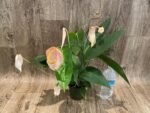 Rare - Anthurium scherzerianum (Cream with red dots) (4.5” pot) - Image 3