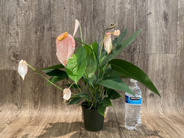 Rare - Anthurium scherzerianum (Cream with red dots) (4.5” pot) - Image 5