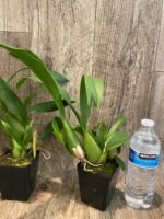 Oncidium Sweet Sugar 'Lemon Drop' HCC/AOS  (3.5” Pot) - Image 7