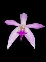 Leptotes politinocoi × sib (3” pot)