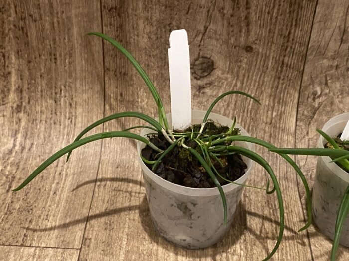 Leptotes politinocoi × sib (3” pot) - Image 5