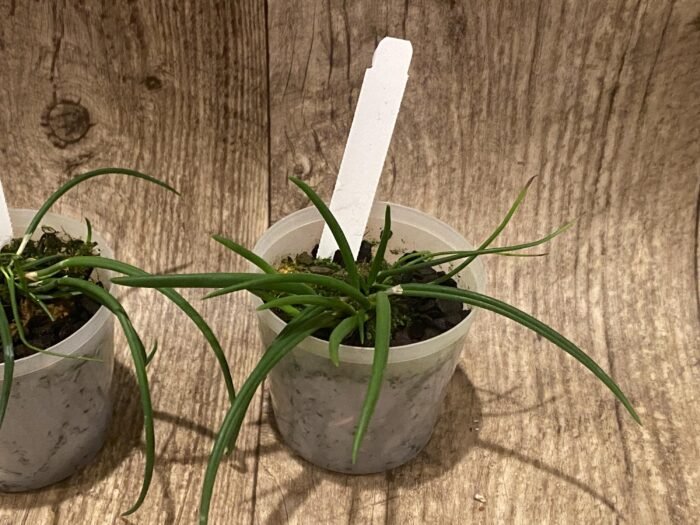 Leptotes politinocoi × sib (3” pot) - Image 6