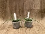 Leptotes politinocoi × sib (3” pot) - Image 3