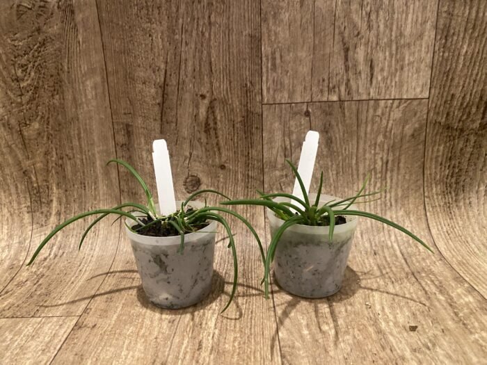 Leptotes politinocoi × sib (3” pot) - Image 3
