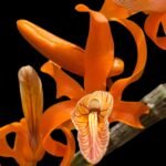 In Buds Dendrobium unicum (3.5” pot)