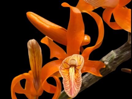 In Buds Dendrobium unicum (3.5” pot)