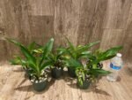 Zygolum Louisendorf 'Rhein Moonlight' (3.5" pot) - Image 3