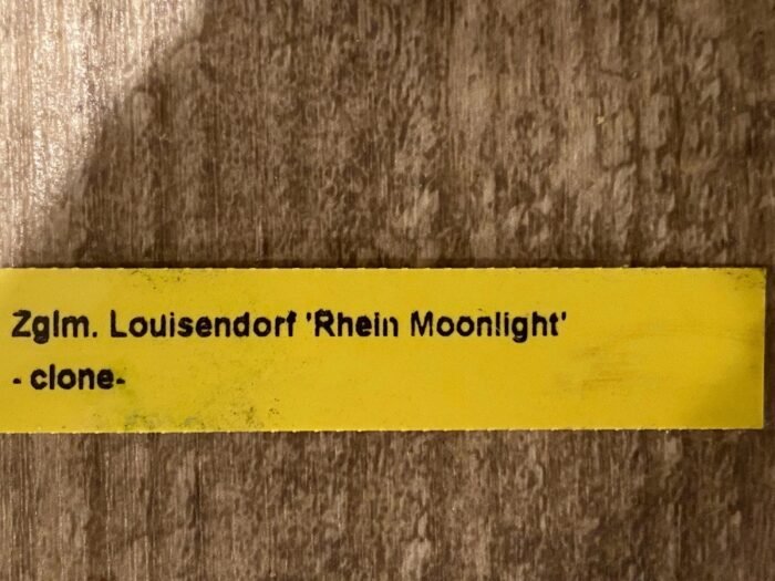 Zygolum Louisendorf 'Rhein Moonlight' (3.5" pot) - Image 6
