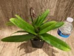 Double Spikes Paphiopedilum vexillarium x sib (3.5” pot) - Image 7