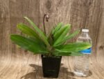 Double Spikes Paphiopedilum vexillarium x sib (3.5” pot) - Image 4