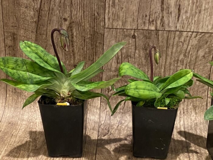 In Spike Paph. barbatum x sib (Plum Red x wide spread) (2” pot) - Image 5