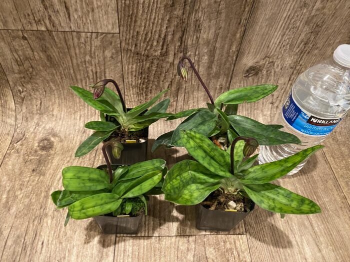 In Spike Paph. barbatum x sib (Plum Red x wide spread) (2” pot) - Image 2