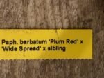 In Spike Paph. barbatum x sib (Plum Red x wide spread) (2” pot) - Image 8