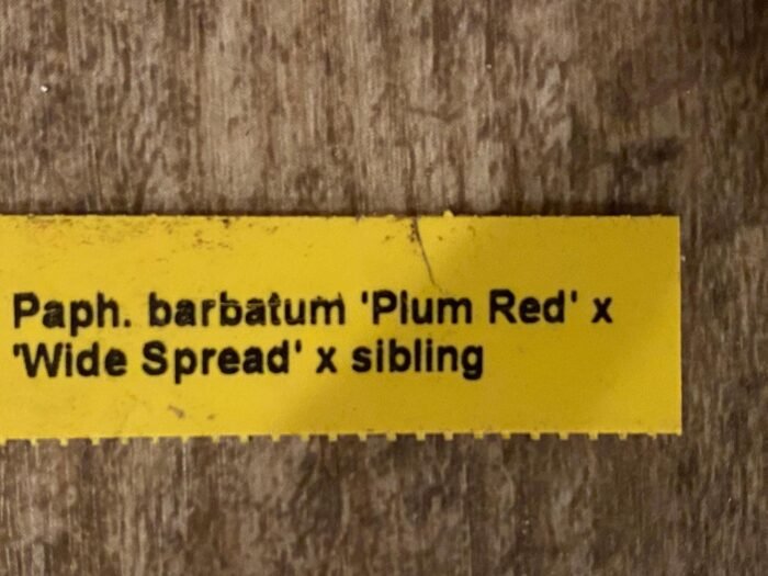 In Spike Paph. barbatum x sib (Plum Red x wide spread) (2” pot) - Image 8