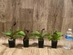 In Bloom Paphiopedilum Lorraines Pride x fairrieanum (2” pot) - Image 9