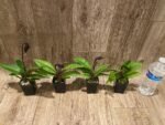In Bloom Paphiopedilum Lorraines Pride x fairrieanum (2” pot) - Image 12