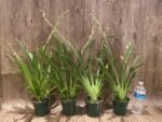 Double Spikes Miltoniopsis Don Egger #5 (3.5" Pot) - Image 2