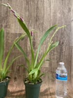 Double Spikes Miltoniopsis Breathless ’Good Woman’ (3.5” Pot) - Image 4