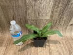 Paph. Charlesworthii Album (Perfection × New Wave) x Hilo Super Citron (3.5” pot) - Image 7