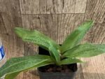Paph. Charlesworthii Album (Perfection × New Wave) x Hilo Super Citron (3.5” pot) - Image 4