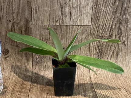 Paph. ((Makuli-Quicksiver) x Hsinying Citron)) x Charlesworthii (2” pot)