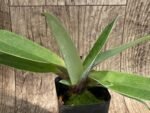 Paph. ((Makuli-Quicksiver) x Hsinying Citron)) x Charlesworthii (2” pot) - Image 2