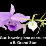 Fragrant Guarianthe bowringiana coerulea x Brassavola Grand Star (3.5 pot)