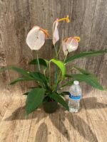 Rare - Anthurium scherzerianum (Cream with red dots) (4.5” pot) - Image 7