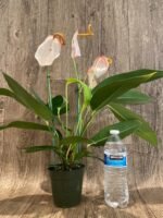Rare - Anthurium scherzerianum (Cream with red dots) (4.5” pot) - Image 5