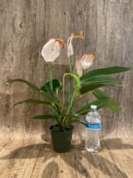 Rare - Anthurium scherzerianum (Cream with red dots) (4.5” pot) - Image 6