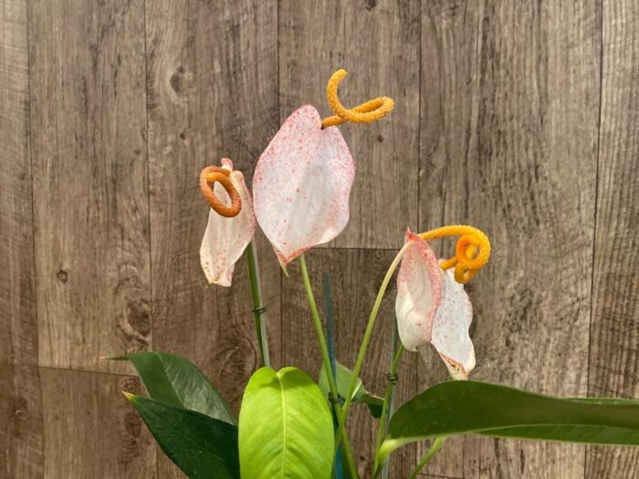 Rare - Anthurium scherzerianum (Cream with red dots) (4.5” pot) - Image 8
